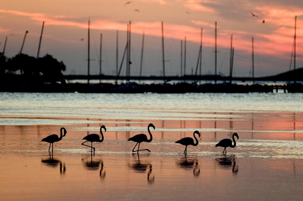 Le Flamant Rouge Guesthouse Peyriac-de-Mer Εξωτερικό φωτογραφία